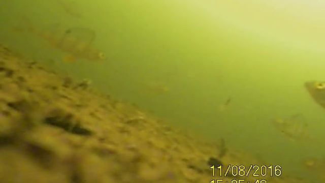 Реакция пассивного окуня на "чертик" с подсадкой мотыля. смотреть онлайн