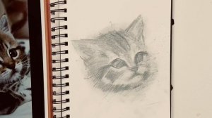 Как рисовать котёнка карандашом. Урок рисования