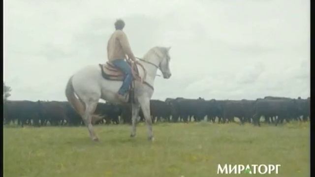 Реклама Мираторг: Как приготовить стейк из говядины смотреть онлайн