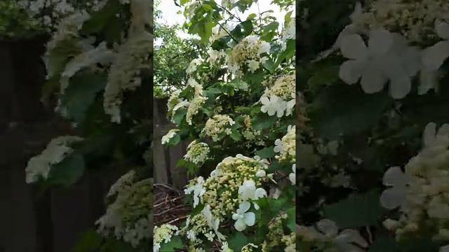 Как цветёт Калина в саду после избавления от тли смотреть онлайн