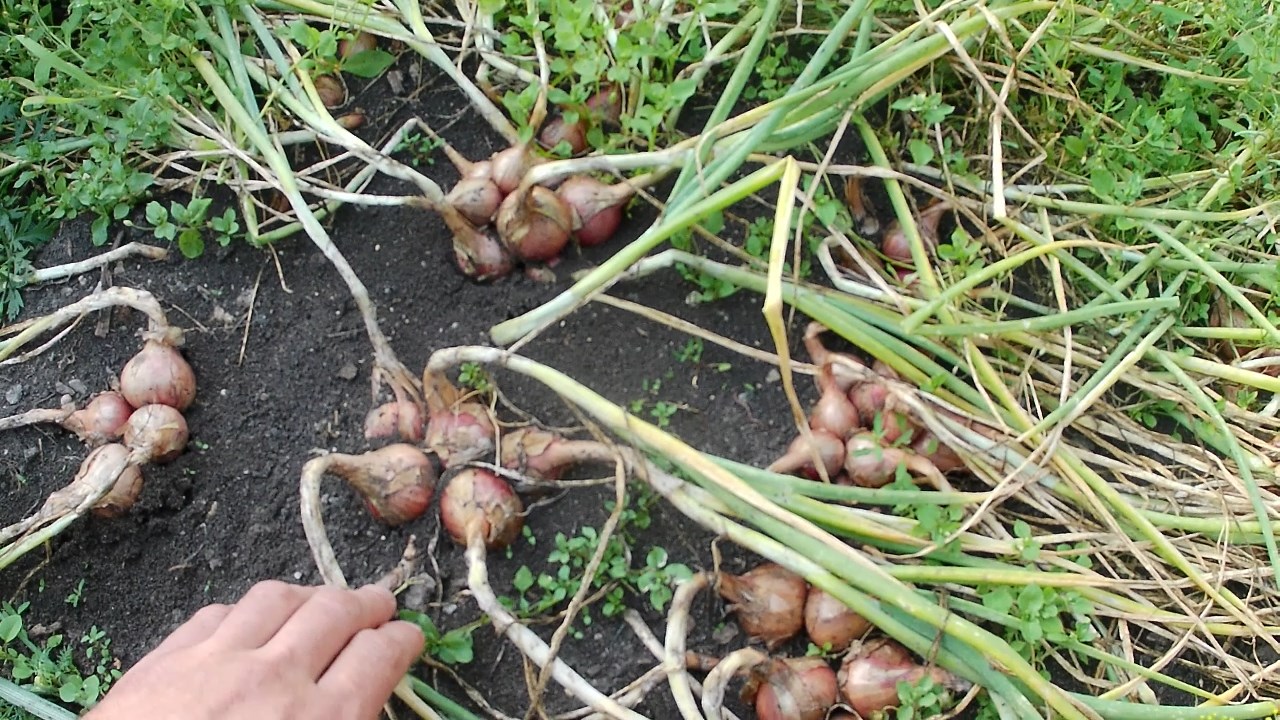 Семейный лук на биогумусе. Урожай семейного лука в 2022г. Обзор гигантского лука Эксибишен смотреть онлайн