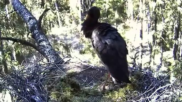 Black Stork Cam 21.04.09 смотреть онлайн