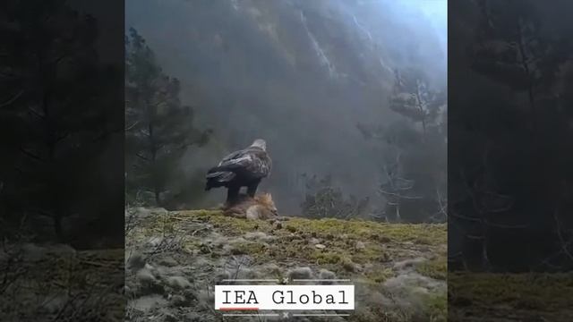 орел охота ? eagle hunting ? ?IEA Global ? смотреть онлайн