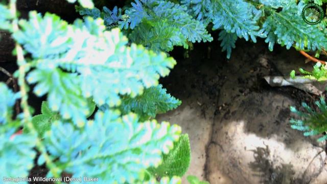 Selaginella Willdenowii (Desv.) Baker | Ornamental Lianas | 🇵🇦 Panama | смотреть онлайн