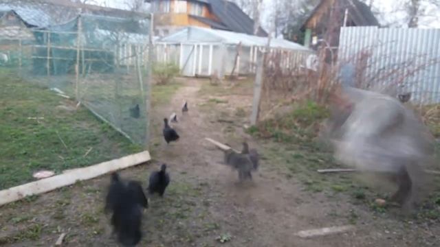 Куриный прикол, как куры вылетают гулять весной, 5 часов утра, куры ждут!