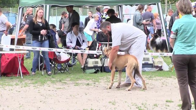 Доги. Выставка. Нижний Новгород.Июнь 2015 смотреть онлайн