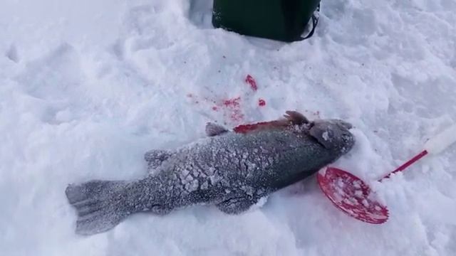Светлые Горы Форель 13.03.2023 смотреть онлайн
