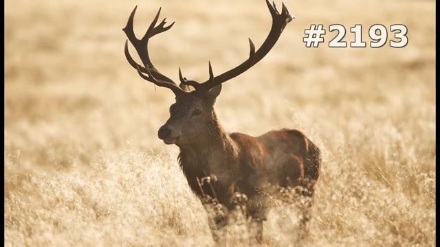 #2193. Олени (В мире животных) смотреть онлайн