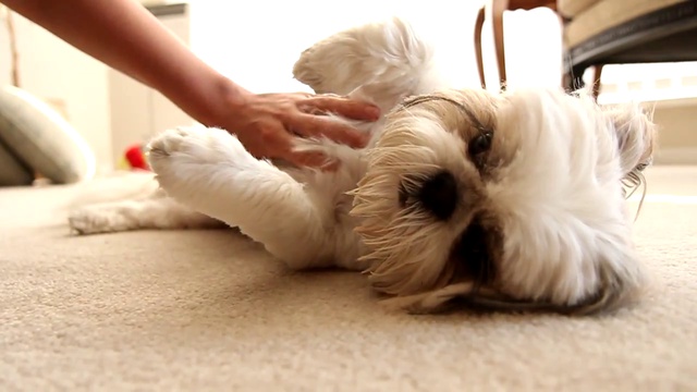Милый песик любит, когда его чешут смотреть онлайн