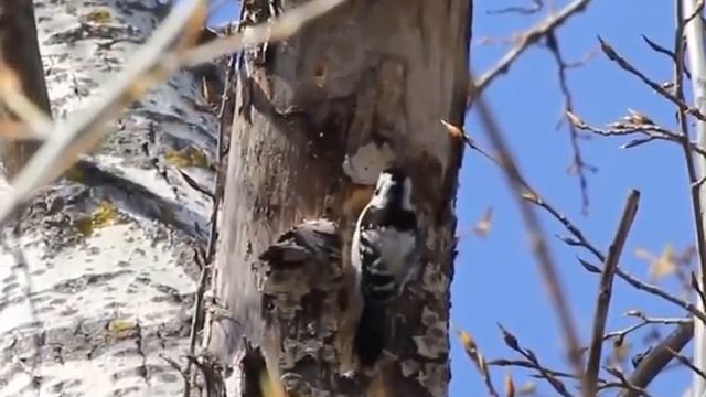 Дятел долбит дерево смотреть онлайн