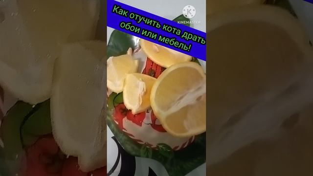 Как отучить кота драть мебель и обои.