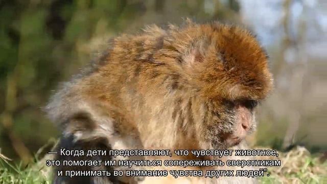 Пять причин, по которым стоит завести питомца вашему ребёнку смотреть онлайн