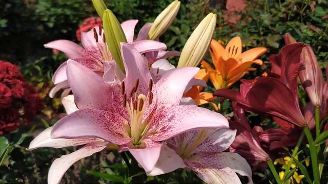 Лилии в моём саду : Ред Алерт, Аргос, Танго Дот Ком, Париж Харт, Роберт Свонсон. смотреть онлайн