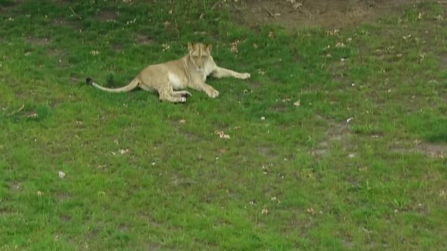 De Leeuw ook wel - Panther Leo genoemd | Lions of African Savannah смотреть онлайн