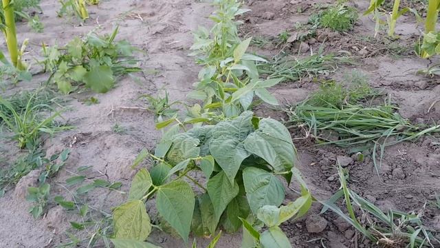 Огурцы по кукурузе, в междурядья спаржевая фасоль. Часть 2 смотреть онлайн