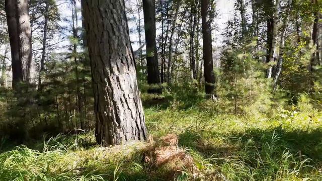 Relax walking through the forest in the wild! Релакс прогулка по лесу в дикой природе! смотреть онлайн