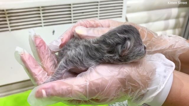 4 day after birth. Determine the gender of newborn kittens. смотреть онлайн