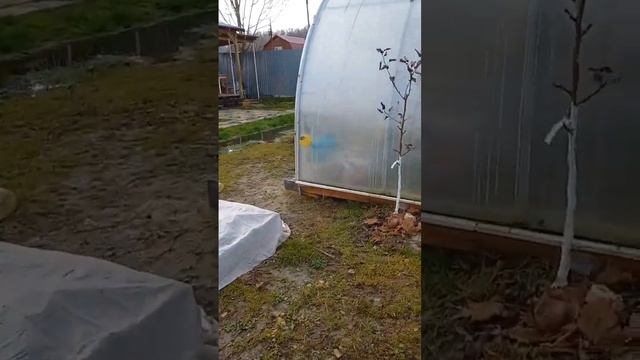 мыло в краску для деревьев ?? смотреть онлайн