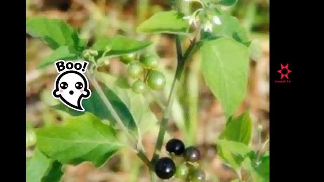 Hierba mora: ¿Qué es y para qué sirve esta especie? смотреть онлайн