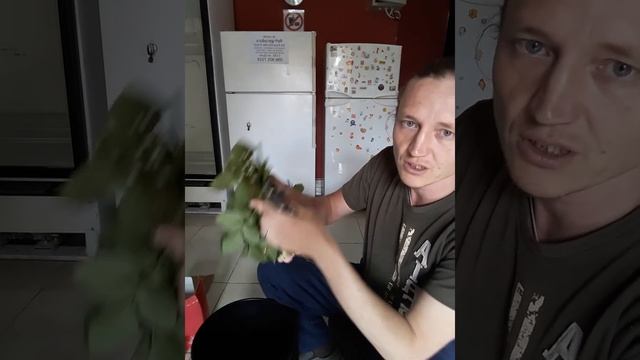 Подготовка цветов к хранению Как обрабатывать срезанные цветы смотреть онлайн