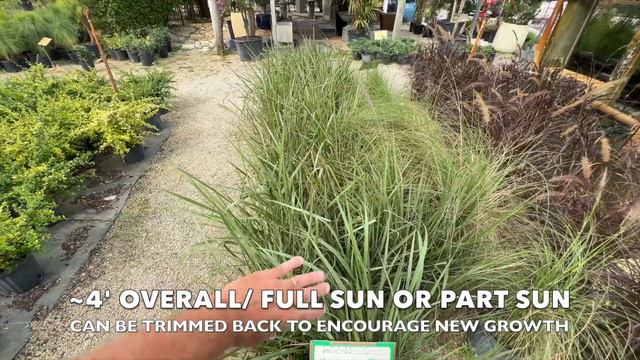 GARDEN NURSERY TOUR: Best Plants For South Florida Gardens