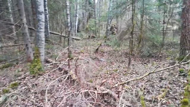 Охота на рябчика. Добыл трех рябцов! смотреть онлайн