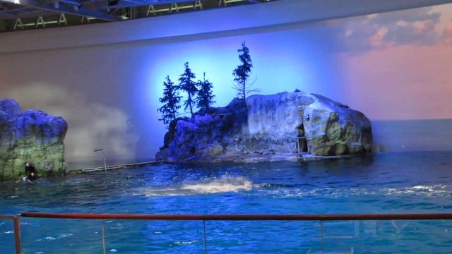 Chicago's Shedd Aquarium