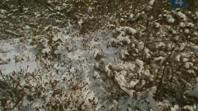 Варлам Шаламов. Несколько моих жизней (1990) смотреть онлайн