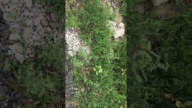 Неисправная ливневка на улице Ставрополя