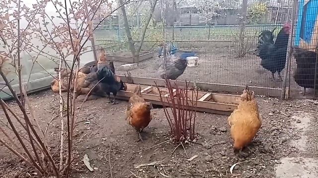 Интересная информация о породе кур Лакеданзи.