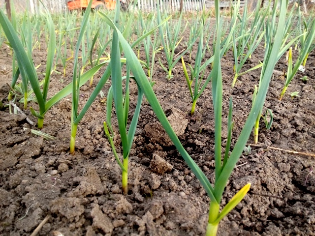 Теперь лук и чеснок буду садить только так. Способ посадки лука и чеснока. смотреть онлайн