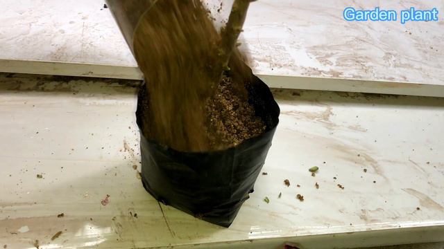 Tips to propagate Bougainvillea from bananas and unexpected results смотреть онлайн