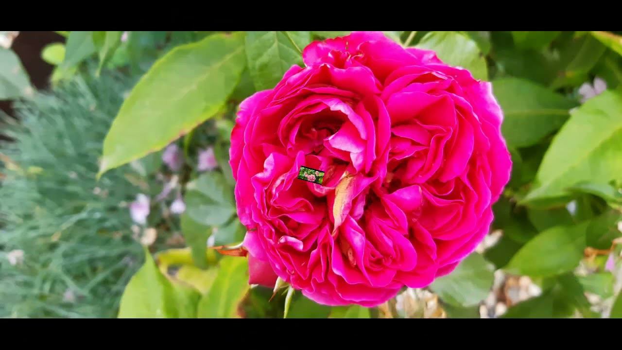 Картинки цветущего сада Август смотреть онлайн