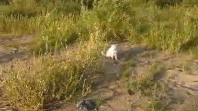 Лето 2020, отдых на Волге с Сашей Белым (кот) смотреть онлайн