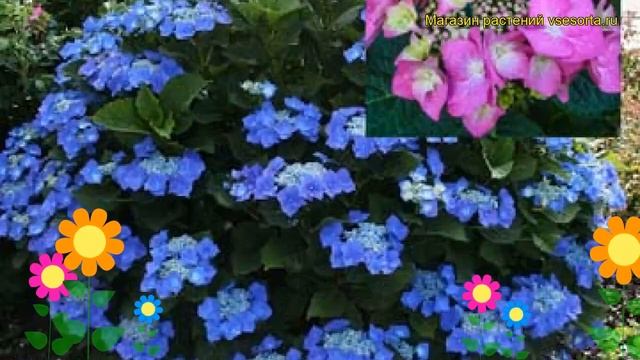 Гортензия крупнолистная Блаумейс. Краткий обзор, описание характеристик Blaumeise смотреть онлайн