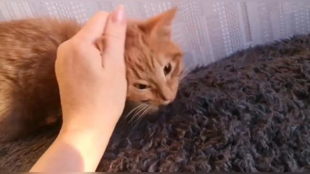 ОТДАМ ДАРОМ РЫЖИЙ КОТЁНОК В БЕЛОРУССИИ! Смешной и забавный ищет дом Бездомный котёнок в поиске семь смотреть онлайн