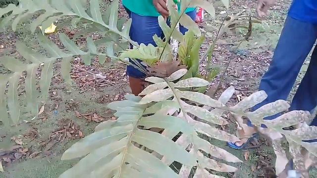 THE HUNT FOR WILD PLANTS || FERNS, ALOCASIA, OTHERS || SIBUTU, TAWI-TAWI смотреть онлайн