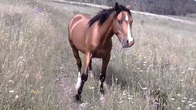 Лошадь в горах Алтая смотреть онлайн