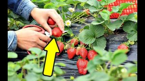 Распространенные ошибки при выращивании клубники! Хитрости выращивания клубники!