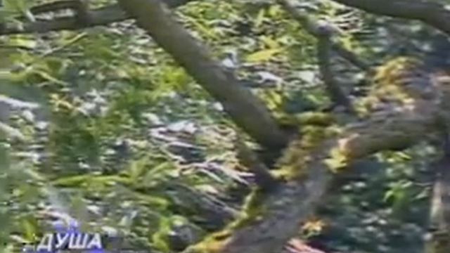 Квартет "Московская балалайка". Ивушка смотреть онлайн