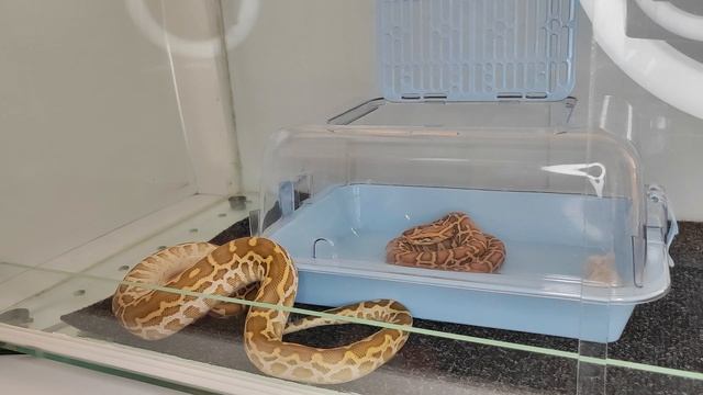 Кормление? тигрового питона ? смотреть онлайн