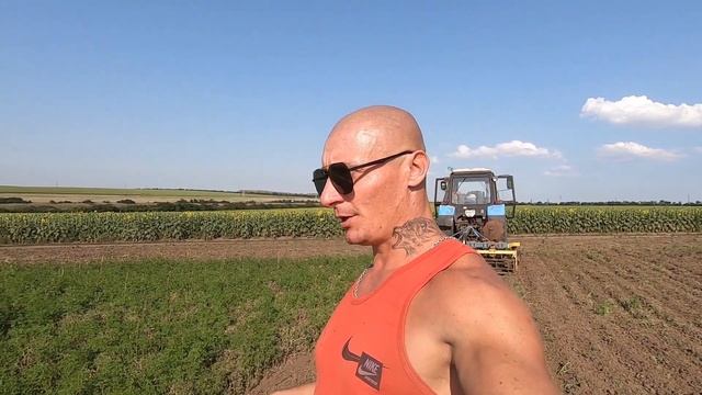 Дискуем горох . Подсолнух сохнет без дождя . смотреть онлайн