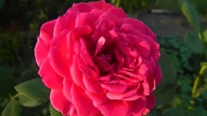 Роза Big Purple чайно гибридная