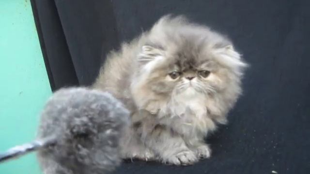 персидская кошечка, питомник Garden Paradise смотреть онлайн