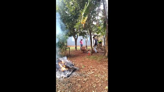 парагвй осень уборка банановые пальмы смотреть онлайн