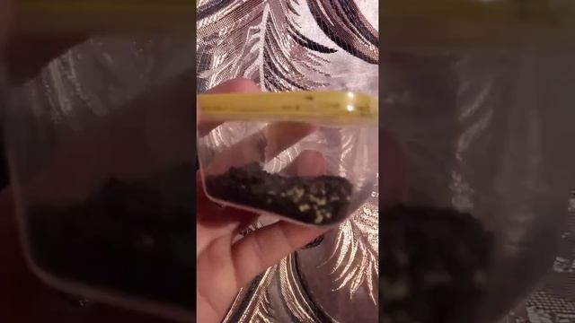 Уменя поленял паук смотреть онлайн