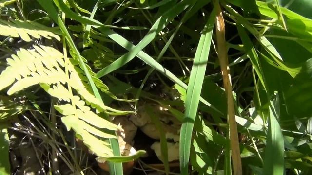 26 штук БеЛЫХ ГРиБОВ с 3 квадратных метров Рог Изобилия Столько белых грибов я увидел в первый раз смотреть онлайн