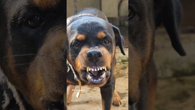 angry dog barking sound effects loud #viral #dog #angrypuppy #rottweiler #angrydog #cutepet #angry смотреть онлайн