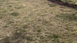 Скарификатор из мотокультиватора!!!Чистка газона!!!