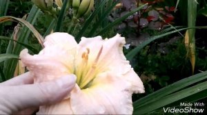 Лилейники в саду. Любимые сорта.